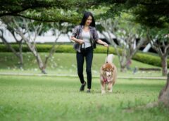 All The Answers You Need About Dogs Lie Within This Article