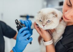 Caring For Your Cat Essential Tips And Tricks - MultiTechGuru