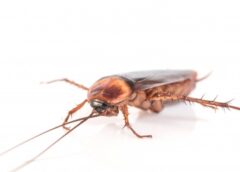 Control Household Pests With These Tips And Tricks - MultiTechGuru