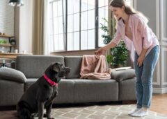 Dog Training Basics For Any Family - MultiTechGuru