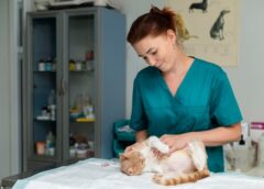 Feed Your Cat Without Breaking The Bank - MultiTechGuru