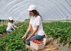 Great Ideas For Growing Your Own Organic Garden - MultiTechGuru