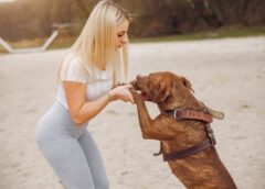 Great Tips To Help Train Your Dog - MultiTechGuru