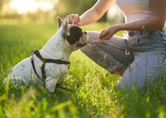 Helpful Tips And Techniques To Train Your Dog - MultiTechGuru