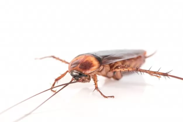 Control Household Pests With These Tips And Tricks - MultiTechGuru